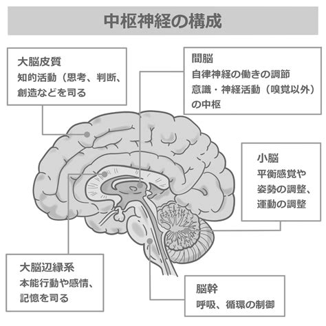 中枢神経系の構成のイラスト🎨【フリー素材】｜看護roo カンゴルー