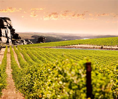 7100 Vineyard Australia Stock Photos Pictures And Royalty Free Images
