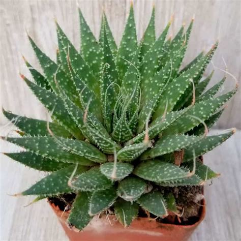 Aloe Aristata Cuidados y Reproducción Th Suculentas