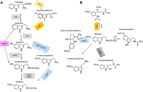 Melatonin biosynthesis (A) and metabolic (B) pathways in plants The... | Download Scientific Diagram