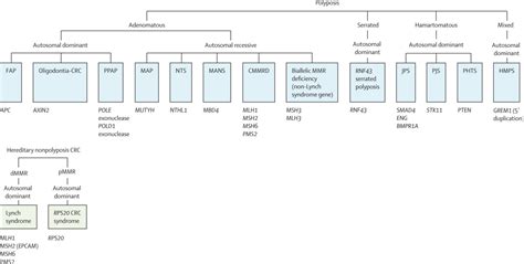 Genetic Predisposition To Gastrointestinal Polyposis Syndromes Tumour