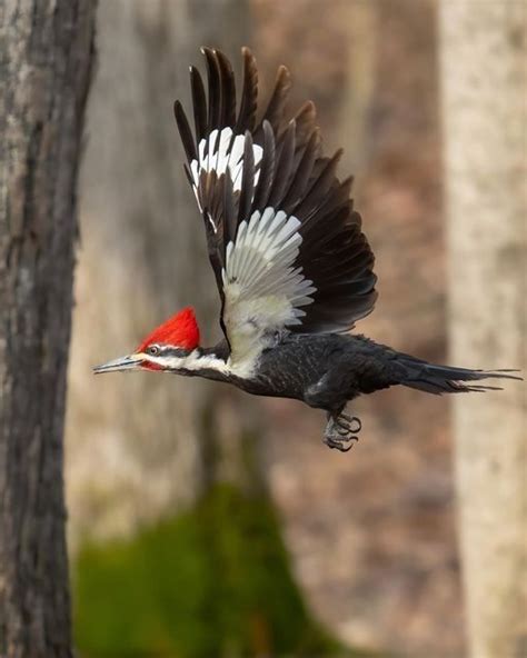 Woodpeckers In Illinois The 7 Unique Types You Can Find In 2024