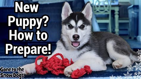 Prepare For A Puppy Bringing A New Husky Puppy Home Youtube