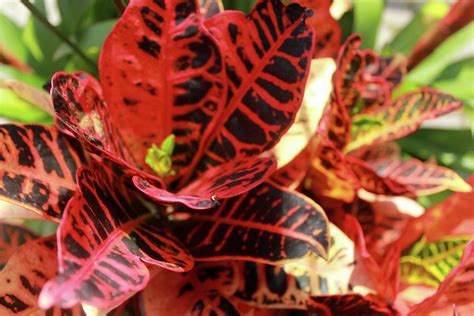 Deep Red Croton Photograph by Alysa Southall - Pixels