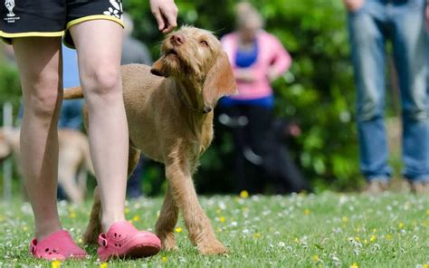 Addestramento Cani Tecniche E Comandi Principali Pets Gadget