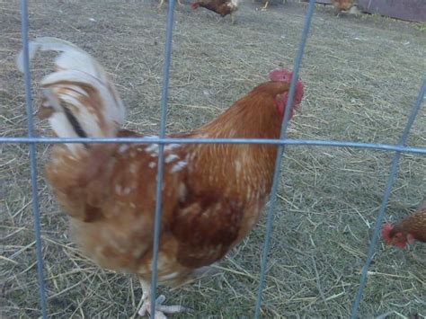 golden comet rooster???? {pics} | BackYard Chickens - Learn How to Raise Chickens