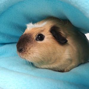 Make Your Own Guinea Pig Snuggle Sacks Digital Sewing Pattern And