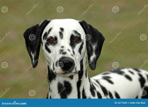 Dalmatian Stock Photography 2217620