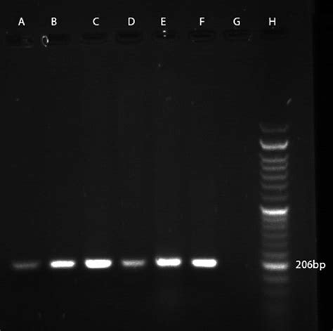 Pcr Amplification Profile Of M Haemolytica From Dna Isolated Directly