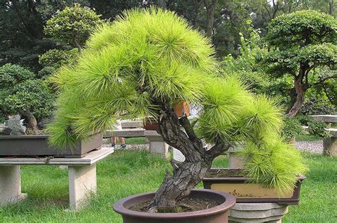 Cây bon sai đẹp Tổng hợp hình ảnh cây bon sai đẹp nhất