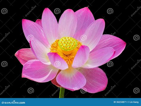 Lotus Flower On Black Background Stock Image Image Of Culture Close 36234871