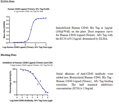 Cd Tnfsf Hfc Human Cd Ligand Tnfsf Trimer