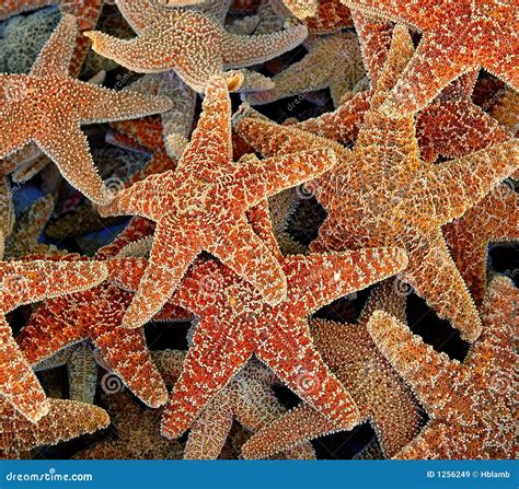 Cluster Of Starfish Stock Image Image Of Nature Nautical 1256249