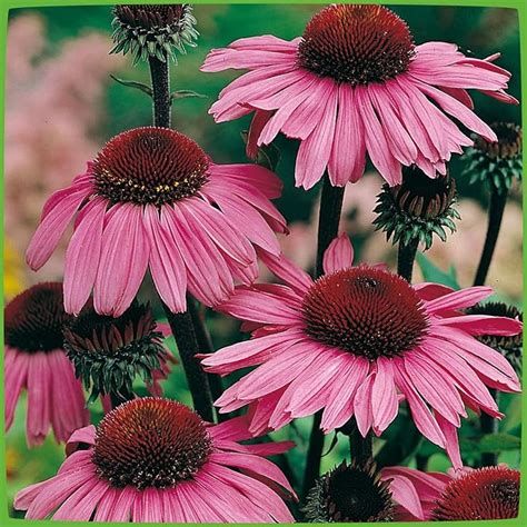 Purpur Sonnenhut Echinacea Purpurea Winterhart Und Mehrj Hrige