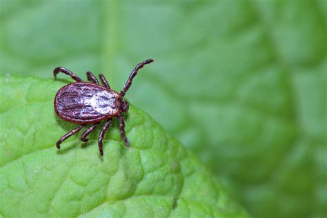 What Happens To Ticks In The Winter Vermont Pest Control Local