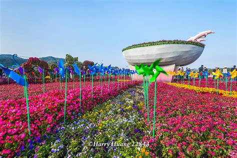 Harry22843新社花海花海花朵花卉草花台中新社花海2014台中新社花海2014台中新社花毯節台中新社花毯節台中國際