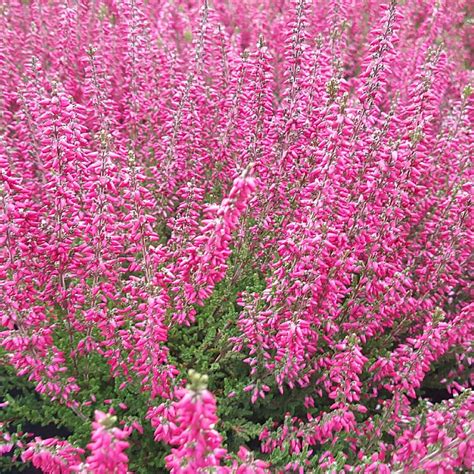 Calluna Vulgaris Athene Find Haveplanter