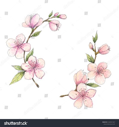 Spring Almond Cherry Sakura Peach Blooming Stock Illustration 1669931467 | Shutterstock