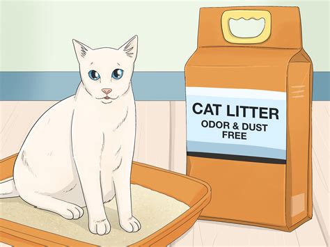 How To Toilet Train Your Cat Easy Step By Step Guide