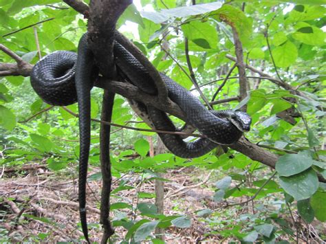 Capital Naturalist By Alonso Abugattas Eastern Black Ratsnakes