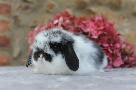 Macho Mini Lop Oreo Conejos Enanos Siero