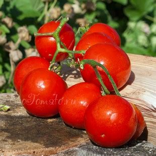 Томат Денис: описание сорта помидоров, характеристики. Особенности ...