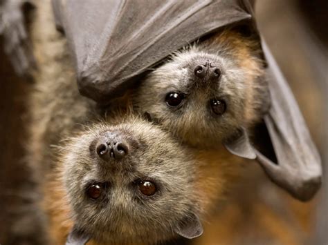 Bats Are Mammals Not Birds As They Give Birth To A Live Young Nurse