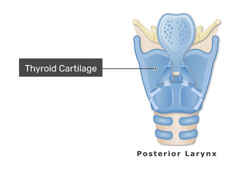 Cricoid Cartilage Posterior View