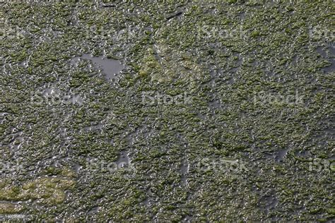 Green Sludge Stock Photo Download Image Now Backgrounds Dirty