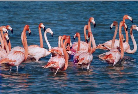 Flamenco Rosado Descubre hechos fascinantes e información