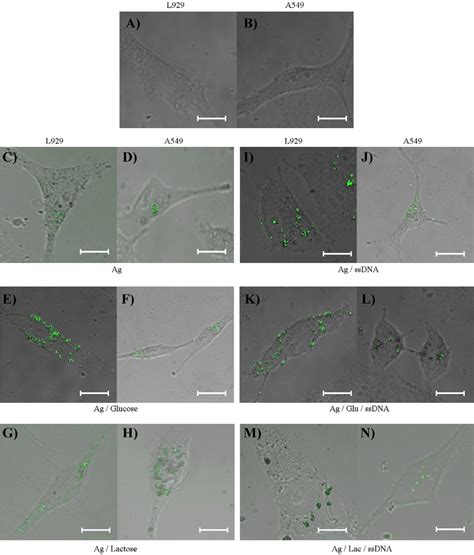 Confocal Microscopy Images Of L A And A Cells B Without Any