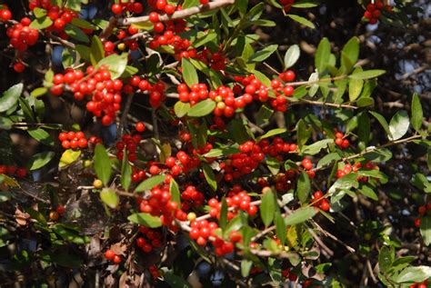 Yaupon Holly Ilex Vomitoria North Carolina Extension Gardener Plant