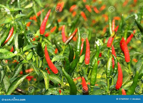 Fresh Hot Chili Pepper Stock Image Image Of Chili Detail 37609261