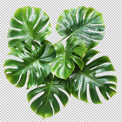 Premium PSD Monstera Deliciosa Tropical Leaf Isolated