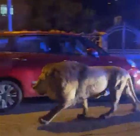 Escaped Circus Lion Sparks Panic In Italian Town Near Rome As Terrified