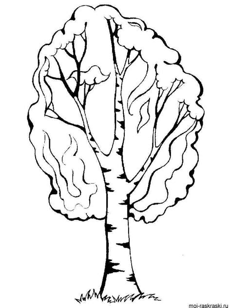 Birch Tree Coloring Pages For Kids Free Printable Birch Tree Coloring