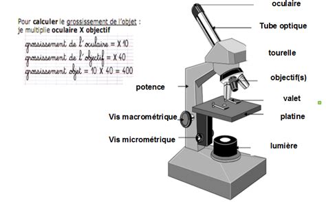 Utiliser Un Microscope Optique Réa Le Travail Avec Les Classes De M