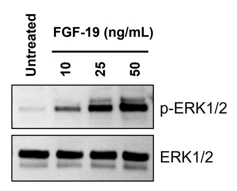 Proteintech Fgf Endotoxin Free Recombinant Protein Human Cell