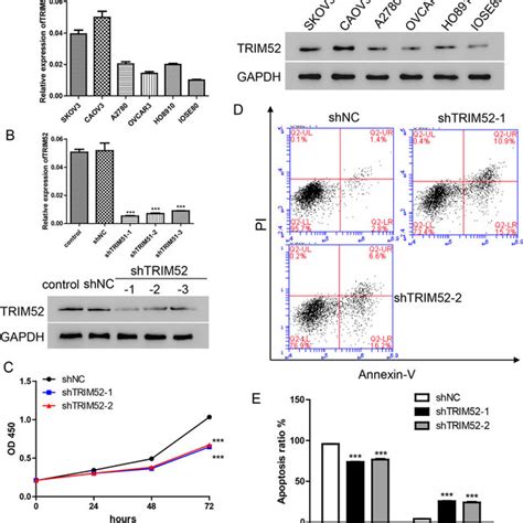 Trim52 Knockdown Inhibits Cell Proliferation And Induces Apoptosis A Download Scientific