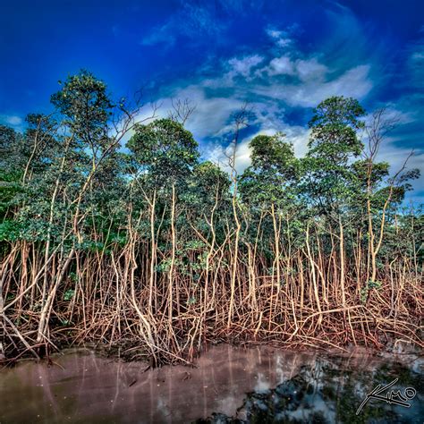 Mangrove Trees At Anne Kolb Nature Center