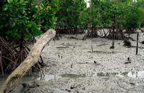 Green Mangrove Forest With Mudflats Mangrove Ecosystem Natural Carbon