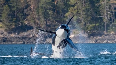 Killer Whale Sightings Around Washington State Break Records Axios