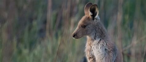 Winton Wetlands The Largest Wetland Restoration Project In The