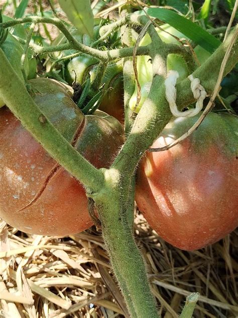 Томат Тундра: описание сорта, отзывы, фото | tomatland.ru