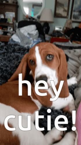 Hey Cutie Bassett Hound GIF - HeyCutie BassettHound Dogs - Discover & Share GIFs