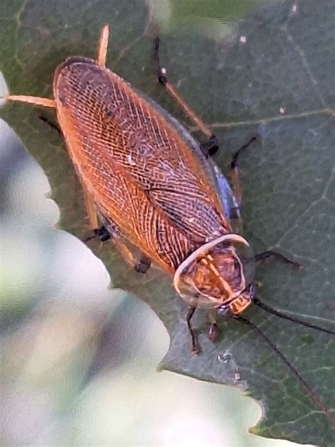 Balta Bicolor From Catherine Way Mcnicol Rd Tecoma Vic Australia