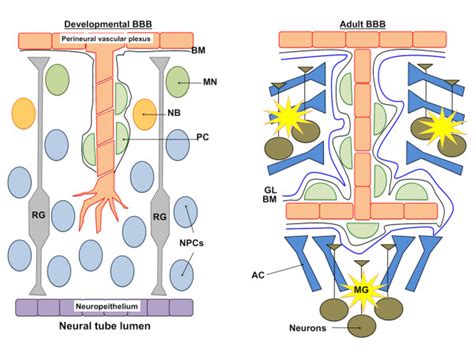 Schematic Representation Of The Developmental And Adult Bbb Embryonic