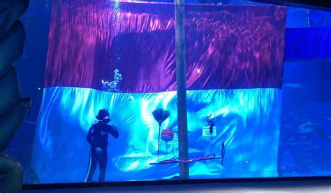 Seru Jakarta Aquarium Kibarkan Bendera Merah Putih Di Bawah Air