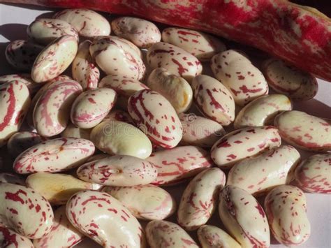 Crimson Beans Legumes Vegetables Food Stock Image - Image of legumes ...