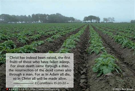 1 Corinthians 15 20 22 Illustrated First Fruits — Heartlight® Gallery